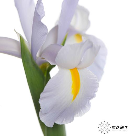 配花 | 鸢尾浅蓝 商品图3
