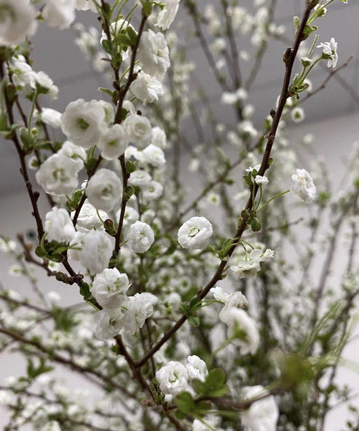 【开花特惠】雪柳花 重瓣 约 6-8 支/扎 商品图3