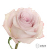 丽江基地单头玫瑰 | 朵拉 商品缩略图1