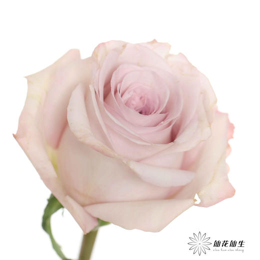 丽江基地单头玫瑰 | 朵拉 商品图1