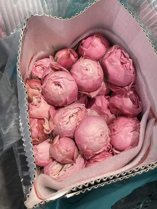 肯尼亚Silva Pink樱桃小丸子多头玫瑰花5支 商品图9