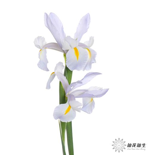 配花 | 鸢尾浅蓝 商品图2