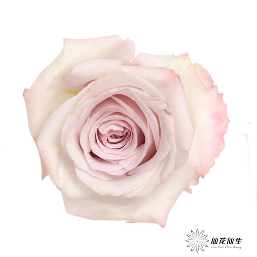 丽江基地单头玫瑰 | 朵拉 商品图0