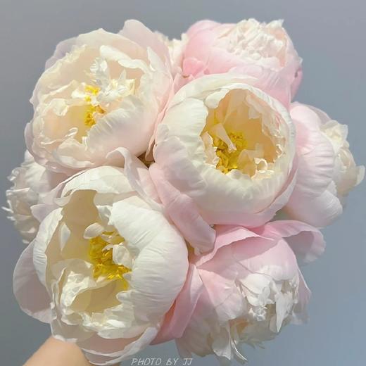 配花-芍药-美国小姐-10支 商品图0