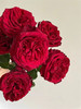 肯尼亚鲜花rouge royale 皇家胭脂花园玫瑰花6支 商品缩略图1