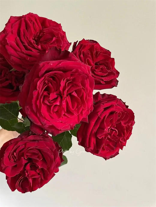 肯尼亚鲜花rouge royale 皇家胭脂花园玫瑰花6支 商品图1