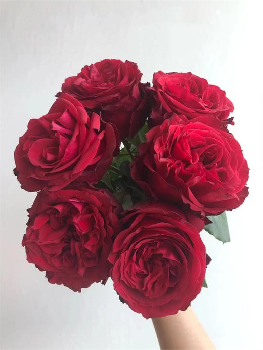 肯尼亚鲜花rouge royale 皇家胭脂花园玫瑰花6支 商品图3