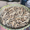 丝瓜络  带皮  刮皮 商品缩略图1