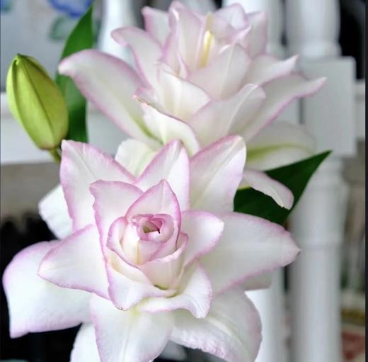 百合 ｜ 冰美人【季节原因上色不均匀，介意慎拍】 商品图0