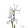 配花 | 鸢尾浅蓝 商品缩略图4