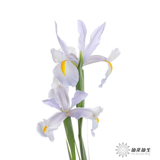 配花 | 鸢尾浅蓝 商品图4