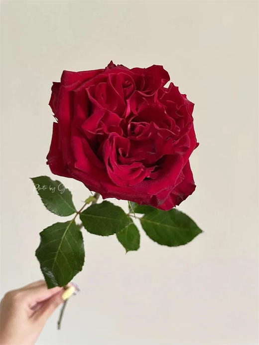 肯尼亚鲜花rouge royale 皇家胭脂花园玫瑰花6支 商品图2