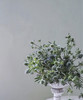 【等待与守候】小刺芹（ 情人果/爱情果） 扎 商品缩略图0
