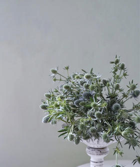 【等待与守候】小刺芹（ 情人果/爱情果） 扎