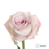 丽江基地单头玫瑰 | 朵拉 商品缩略图2