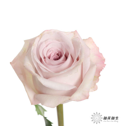 丽江基地单头玫瑰 | 朵拉 商品图2