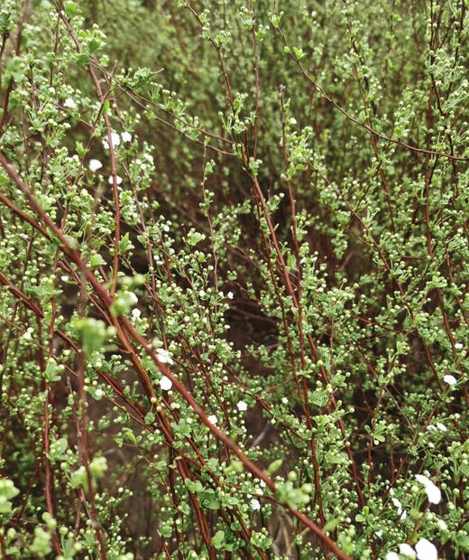 【开花特惠】雪柳花 重瓣 约 6-8 支/扎 商品图9