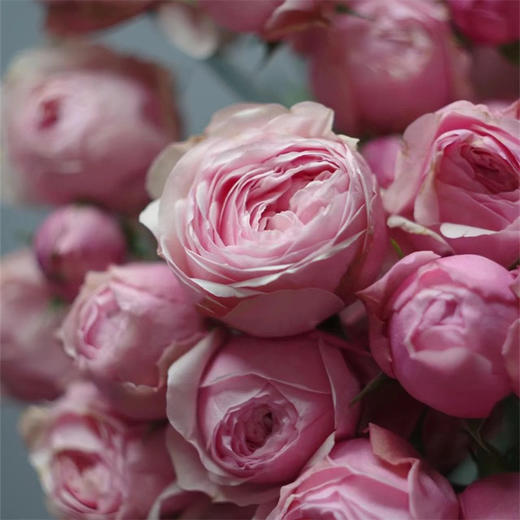 肯尼亚Silva Pink樱桃小丸子多头玫瑰花5支 商品图8