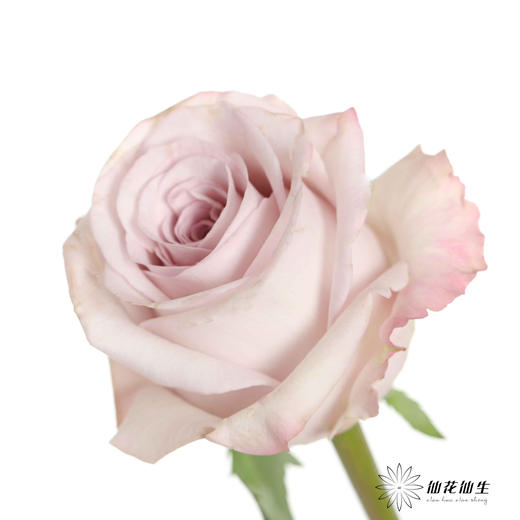 丽江基地单头玫瑰 | 朵拉 商品图3