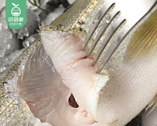 【叼鲜】本港鲜杀围海鲈鱼/1条（约350-400g） 商品图1