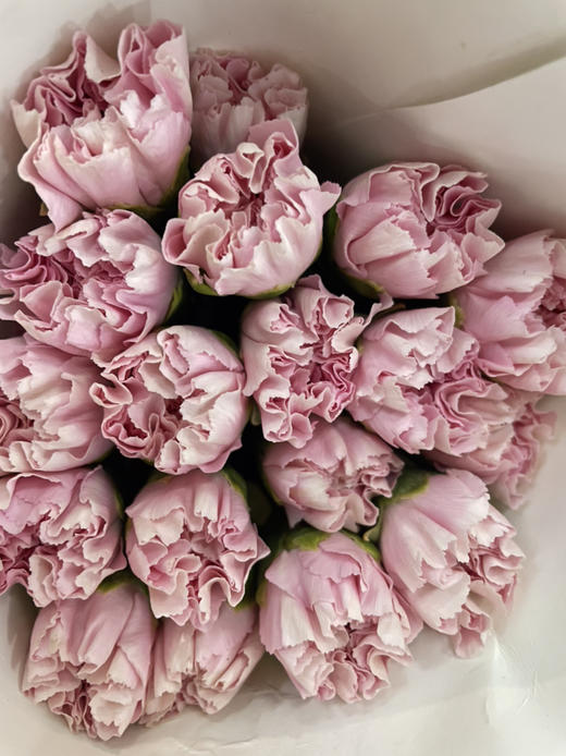 【国产康乃馨】（粉佳人）18-20枝/扎 商品图7