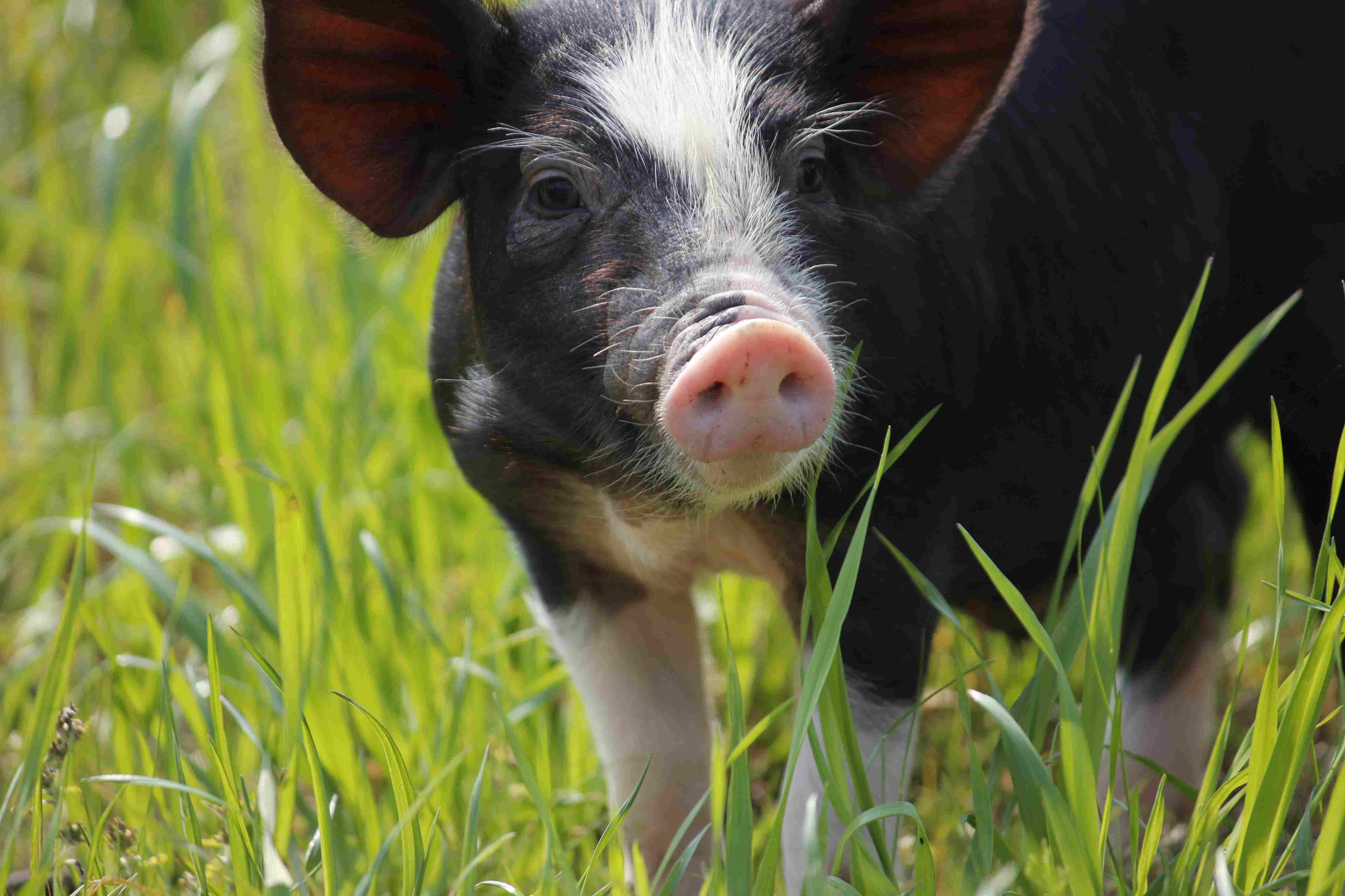 黑猪肉｜独立满150元包邮｜周二发