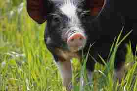 黑猪肉｜独立满150元包邮｜周二发