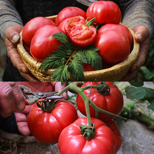 2023【新疆】普罗旺斯沙瓤西红柿（节假日不发） 商品图3