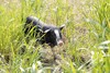 黑猪肉｜独立满150元包邮｜周二发 商品缩略图5