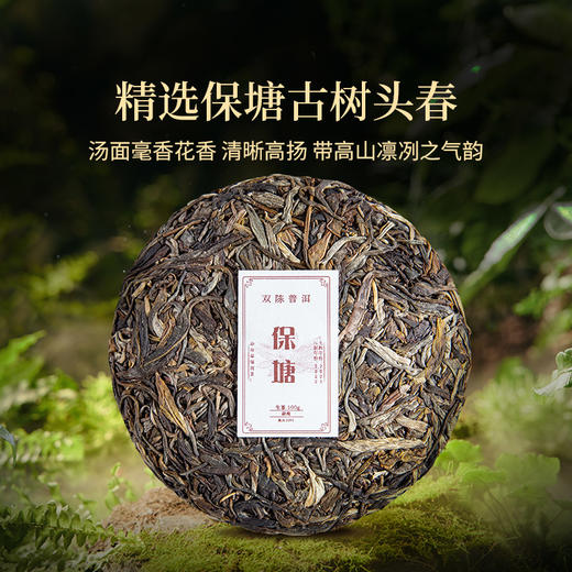 双陈普洱2022年保塘古树春茶云南普洱生茶 商品图1