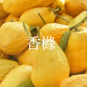 香橼——丹黄满目香盈袖，桌前供罢可参禅|植物小课堂033