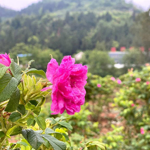 【有机玫瑰花粉&玫瑰花酱】精选头期重瓣红玫瑰 酿够500多天发酵 口感柔和 满满玫瑰花香 商品图4