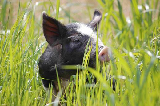 黑猪肉｜独立满150元包邮｜周二发 商品图6