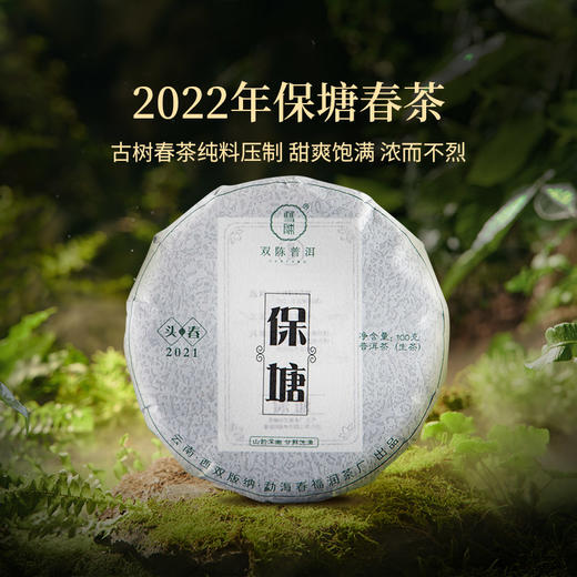 双陈普洱2022年保塘古树春茶云南普洱生茶 商品图4