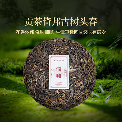 双陈普洱2022年倚邦古树春茶生茶普洱茶茶叶 商品图4
