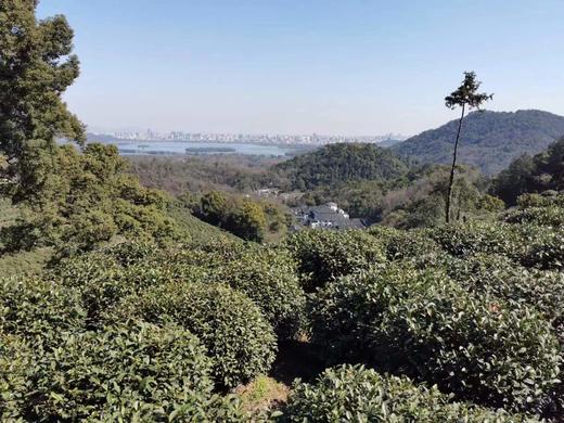 狮峰龙井 上满觉陇白鹤峰一级保护区 50克装 2026年头采 半手工 商品图7