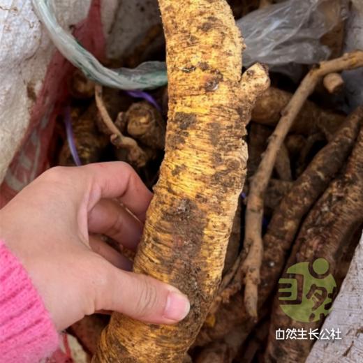 野生高原党参 | 合作农友生产，产自四川甘孜雪山高原，生产者：李建程 &【公平贸易农人定价】 商品图5