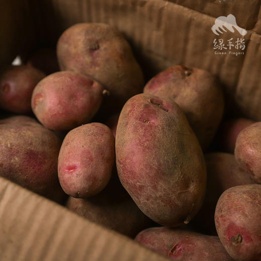 生态云南土豆 （红皮）| 合作生产 *Ecological Potatoes (Red Skin) | Coproduction 商品图0