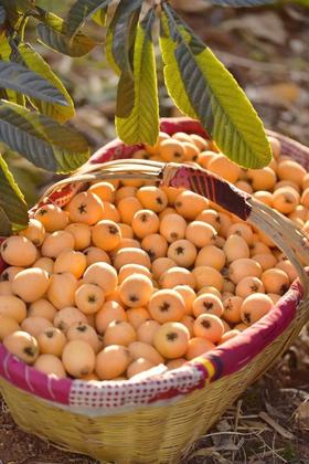 【云燕优品】正宗攀枝花早钟甜枇杷❗️3斤/5斤装顺丰包邮