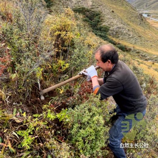 野生高原党参 | 合作农友生产，产自四川甘孜雪山高原，生产者：李建程 &【公平贸易农人定价】 商品图6
