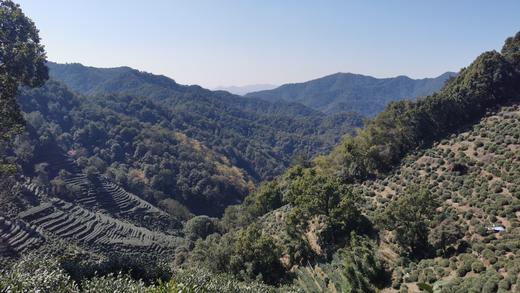 狮峰龙井 上满觉陇白鹤峰一级保护区 50克装 2026年头采 半手工 商品图8