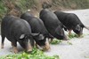 黑猪肉｜独立满150元包邮｜周二发 商品缩略图4