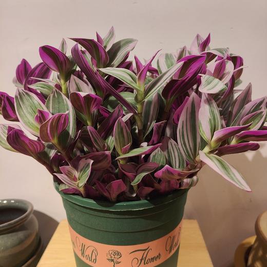 【绿植】油画 商品图0