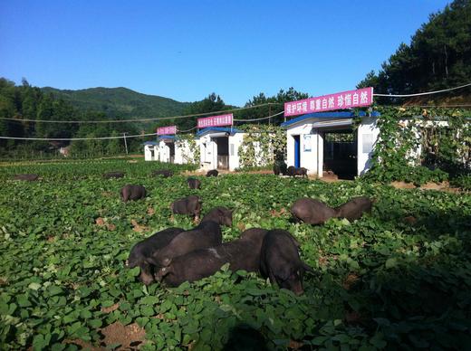 黑猪肉｜独立满150元包邮｜周二发 商品图8