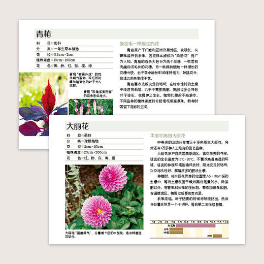 第一次打造花园就成功.花坛小景与组合盆栽 商品图4