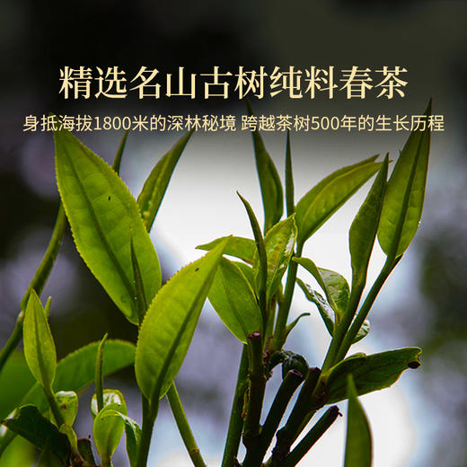 双陈普洱2022年保塘古树春茶云南普洱生茶 商品图2