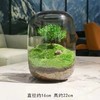【生命之树】苔藓微景观生态瓶桌面植物盆景高端礼物成品 商品缩略图1