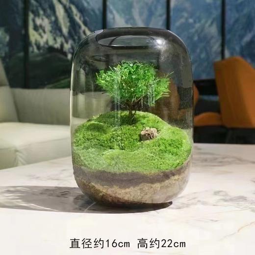 【生命之树】苔藓微景观生态瓶桌面植物盆景高端礼物成品 商品图1