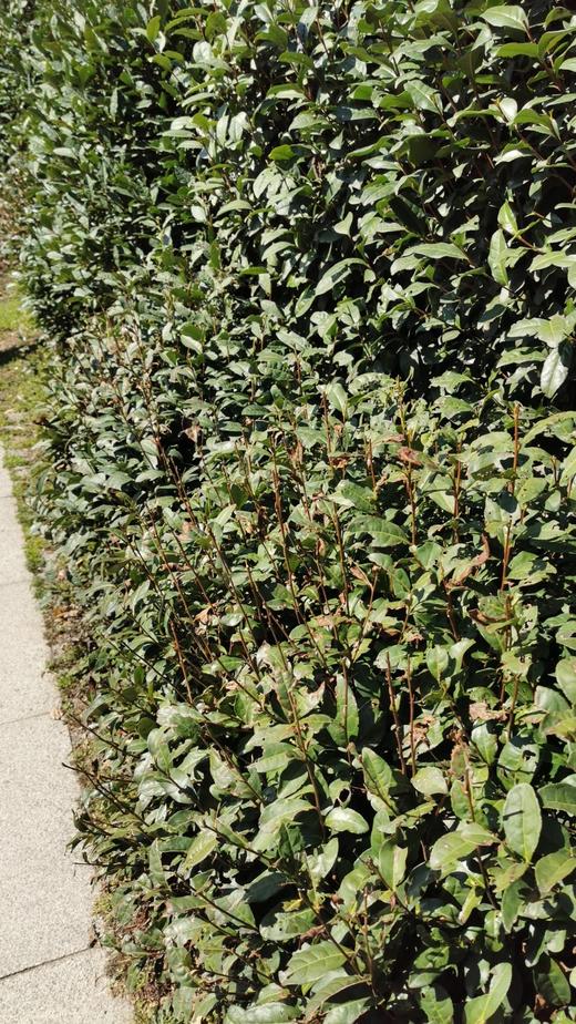 狮峰龙井 上满觉陇白鹤峰一级保护区 50克装 2026年头采 半手工 商品图12