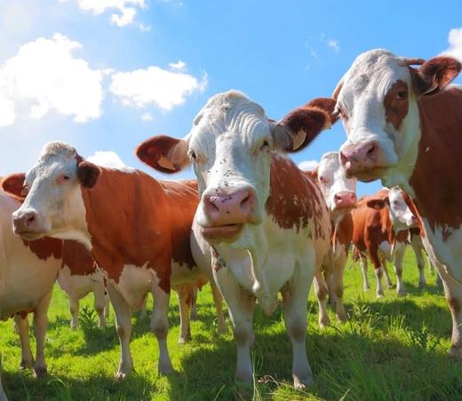 s姆、盒m同工厂代工【草原风干牛肉】精选内蒙古草原西门塔尔牛后腿肉制成 乳酸菌发酵技术 wu添加色素 w色素 w添加防F剂 细腻口感不柴不硬有嚼劲，独立小包装，干净方便外出携带（原味+麻辣味两种口味） 商品图9